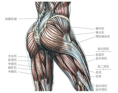 屁股位置|臀部（人体部位）